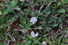 Tephrosia pumila